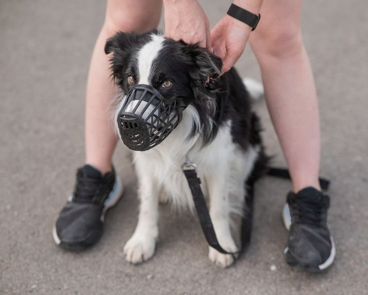 a dog with a muzzle on